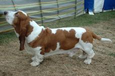 Basset Hound - Basset Hound
